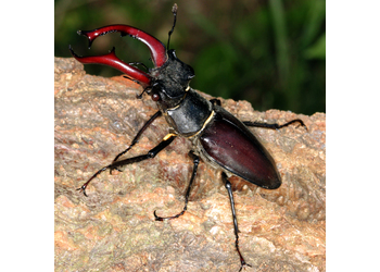 Hirschkäfer (Lucanus cervus ) - © Erwin Holzer